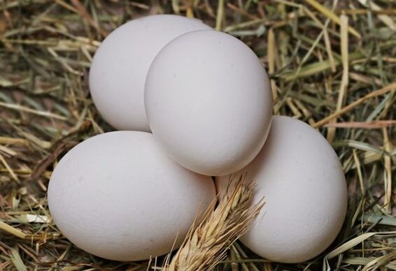 Jajčna dieta vključuje dnevno uživanje piščančjih jajc. 